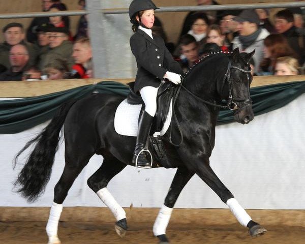 stallion Mr. Tarek (German Riding Pony, 2003, from Top Mariano)