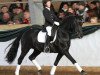 stallion Mr. Tarek (German Riding Pony, 2003, from Top Mariano)