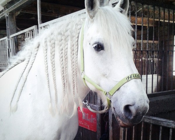 Pferd Hilde (Rheinisch-Deutsches Kaltblut, 2002, von Hallimasch)