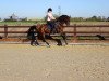 dressage horse Farlow 8 (Westphalian, 2004, from Fürst Piccolo)