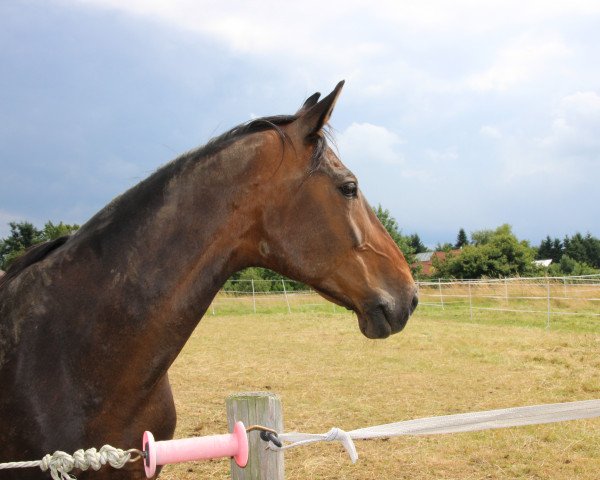 Pferd Divina 66 (Rheinländer, 1995, von Dimitrie)