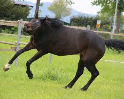 dressage horse Fleur de Fidermark (Westphalian, 2004, from Fidermark)