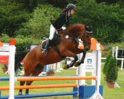 jumper Poco Loco 10 (German Sport Horse, 2004, from Pessoa VDL)