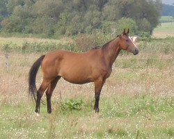 broodmare Sandra (Hanoverian, 2000, from Sandro Khan)