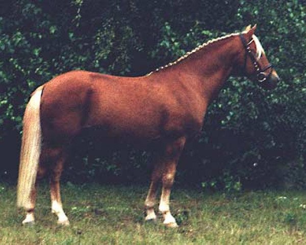 stallion Willoway Golddigger (New Forest Pony, 1992, from Willoway Double Gold)