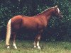 stallion Willoway Golddigger (New Forest Pony, 1992, from Willoway Double Gold)
