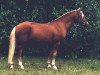 Deckhengst Willoway Golddigger (New-Forest-Pony, 1992, von Willoway Double Gold)