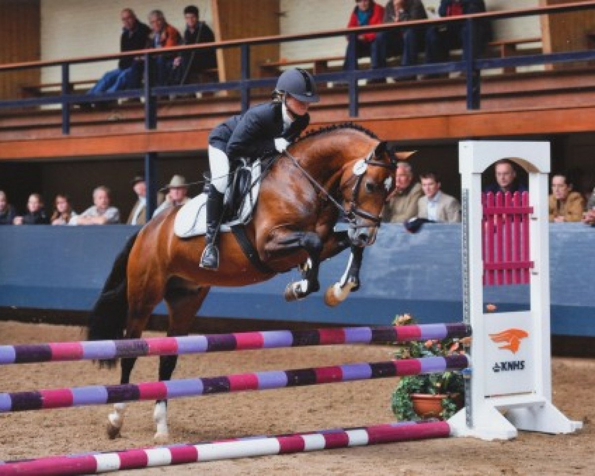 Deckhengst Esse Golden Bigwig (New-Forest-Pony, 2007, von Willoway Golddigger)