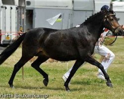 Springpferd Marits Maiden Ray of Sun (New-Forest-Pony,  , von Valido's Voice)