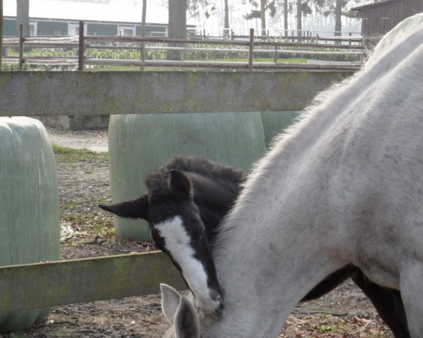 jumper Bernardo (Westphalian, 2014, from Boudini)