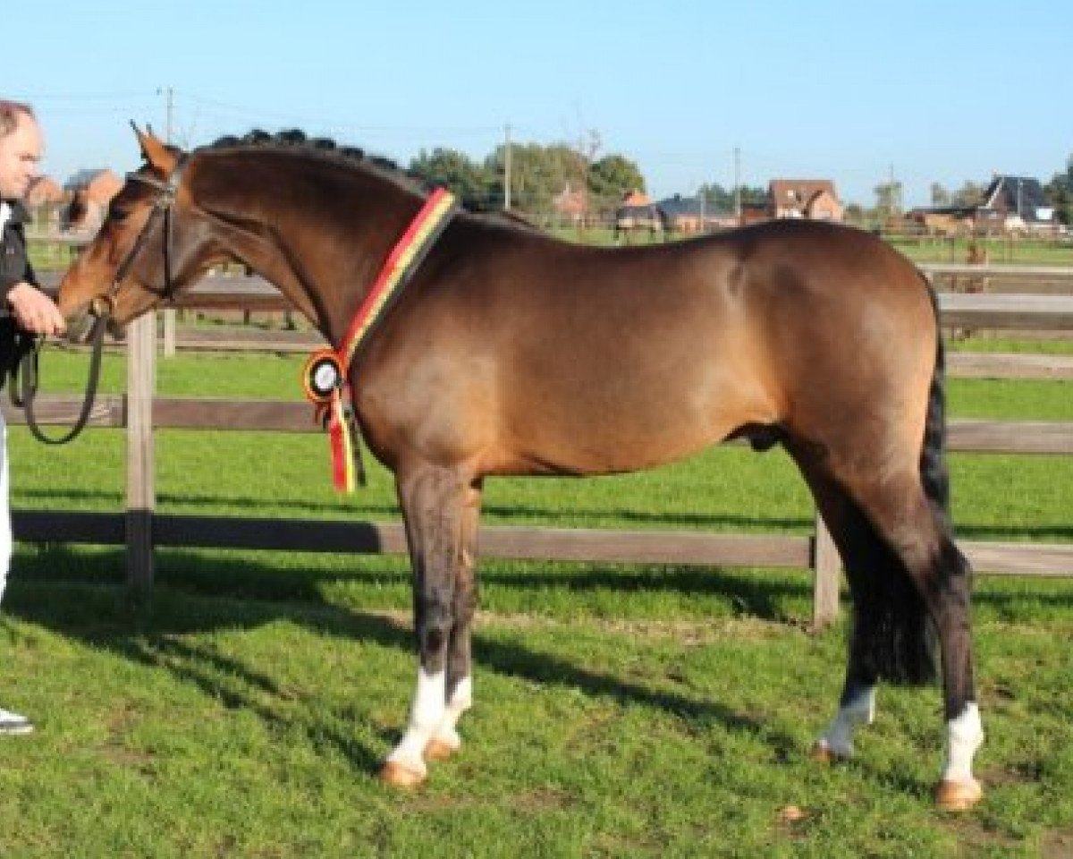 stallion Fox Ferry des Marronniers (New Forest Pony, 2008, from Ashley Aristocrat)