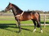 Deckhengst Samba Boy (New-Forest-Pony, 2006, von Samba King)