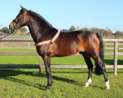 Deckhengst Samba Boy (New-Forest-Pony, 2006, von Samba King)