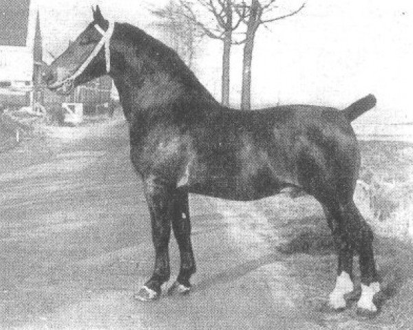 stallion Caesar (Groningen, 1938, from Gambo II)