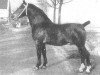 stallion Caesar (Groningen, 1938, from Gambo II)