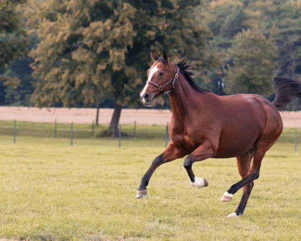 dressage horse Perfect Timing Kk (Mecklenburg, 2008, from Prinz Oldenburg)