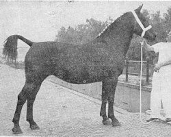 broodmare Pareltina (Groningen, 1951, from Dijkgraaf)