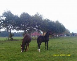 dressage horse Daily Dance (Oldenburg, 2014, from Daily Deal)