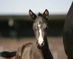 horse Oceana (Trakehner, 2013, from Lossow)