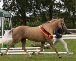 broodmare Like in Heaven (German Riding Pony, 2002, from Anno Domini)