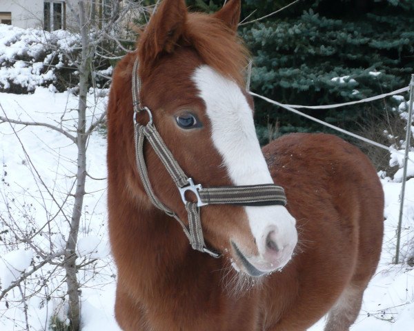 horse Belle Blanche (German Riding Pony, 2009, from Blanchet)