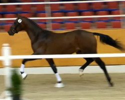 dressage horse Humphrey van de C (KWPN (Royal Dutch Sporthorse), 2012, from Bretton Woods)