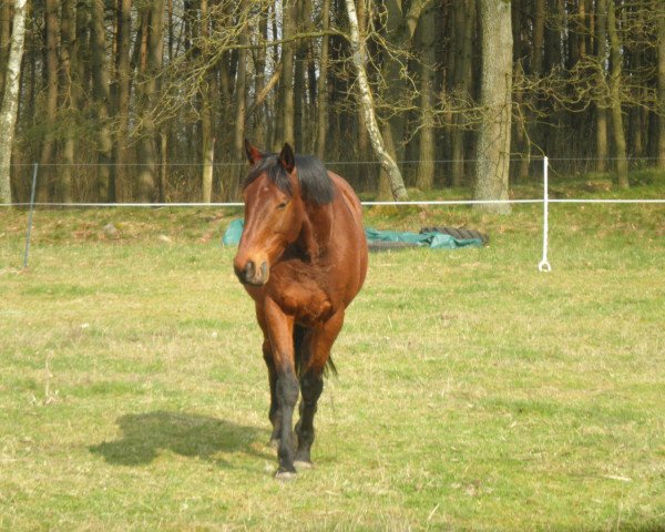 horse Lord Leon (Hanoverian, 2003, from Komtur xx)