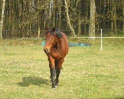 horse Lord Leon (Hanoverian, 2003, from Komtur xx)