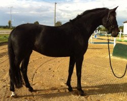 dressage horse Sun Flower S (Oldenburg, 2007, from Sir Donnerhall I)