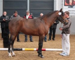 stallion Joly's Goldfever (New Forest Pony, 2009, from Priory Prickle)