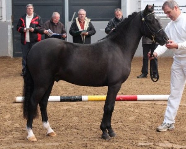 horse Jowout's Midnight Special (New Forest Pony, 2010, from Haywards Guardsman)