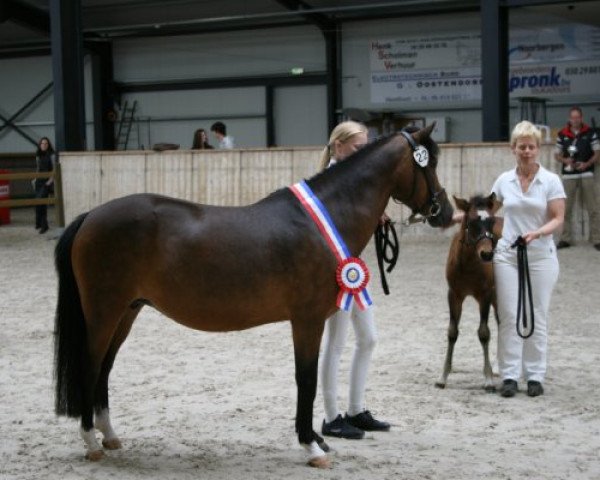 Zuchtstute Fabiola (New-Forest-Pony, 2002, von Marits Mistique)