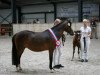 broodmare Fabiola (New Forest Pony, 2002, from Marits Mistique)