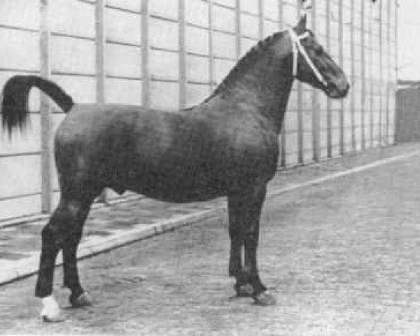stallion Wijsgeer (Groningen, 1957, from Socrates)