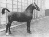 stallion Wijsgeer (Groningen, 1957, from Socrates)