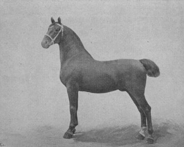 stallion Xerxes 1892 (Alt-Oldenburger / Ostfriesen, 1892, from Xerxes 1885)