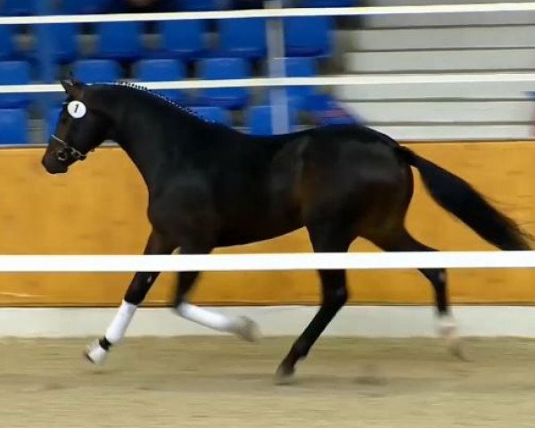 dressage horse Hengst von Apache (Oldenburg, 2012, from Apache)