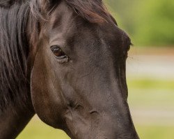 broodmare Riewa (Oldenburg, 2000, from Rubinstein I)