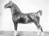 stallion Reclame (Oldenburg, 1900, from Sultan II)