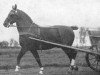 stallion Terenus (Derenus) (Groningen, 1916, from Wilfried)