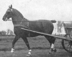 stallion Terenus (Derenus) (Groningen, 1916, from Wilfried)