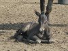 broodmare Grand Dama de la Granada (Little German Riding Horse, 2014, from Ghaytan el Ghazir)