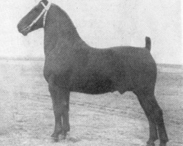 stallion Ideaal (Groningen, 1944, from Dijkgraaf)
