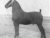 stallion Ideaal (Groningen, 1944, from Dijkgraaf)