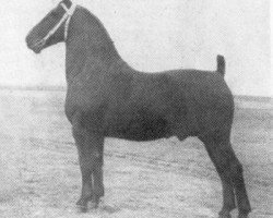 stallion Ideaal (Groningen, 1944, from Dijkgraaf)