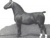 stallion Hendrik (Groningen, 1934, from Gambo II)