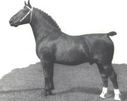 stallion Hendrik (Groningen, 1934, from Gambo II)