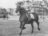 stallion Dijkgraaf (Groningen, 1939, from Hendrik)