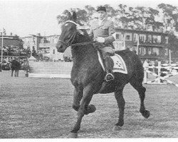 stallion Dijkgraaf (Groningen, 1939, from Hendrik)