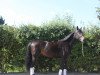 broodmare Cindy (Luxembourg horse, 2007, from Creve Coeur)